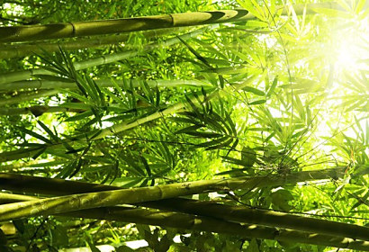 Tapeta Tropical Bamboo 29127